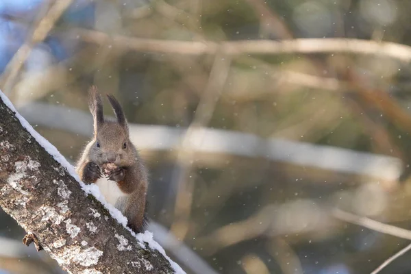 Esquilo Inverno Hokkaido — Fotografia de Stock