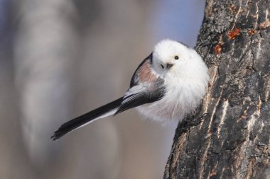 Kış hokkaido 'sunda uzun kuyruklu meme