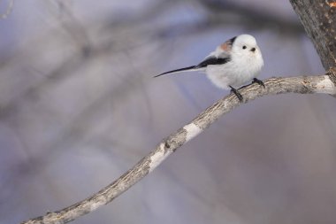 Kış hokkaido 'sunda uzun kuyruklu meme