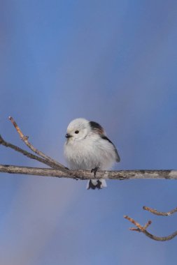 Kış hokkaido 'sunda uzun kuyruklu meme