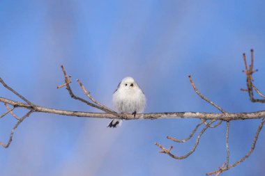 Kış hokkaido 'sunda uzun kuyruklu meme