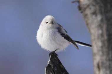 Kış hokkaido 'sunda uzun kuyruklu meme