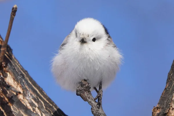 Teta Cauda Longa Inverno Hokkaido — Fotografia de Stock