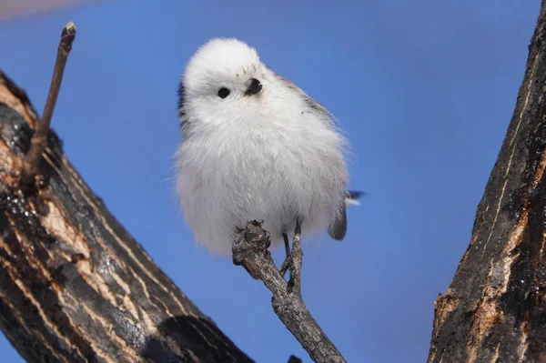 Teta Cauda Longa Inverno Hokkaido — Fotografia de Stock