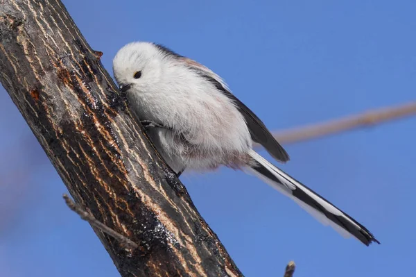 Long Tailed Tit Winter Hokkaido — 스톡 사진