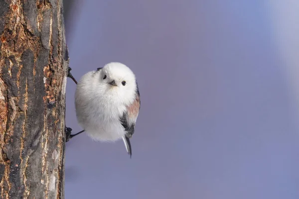 Langschwanzmeise Winter Hokkaido — Stockfoto