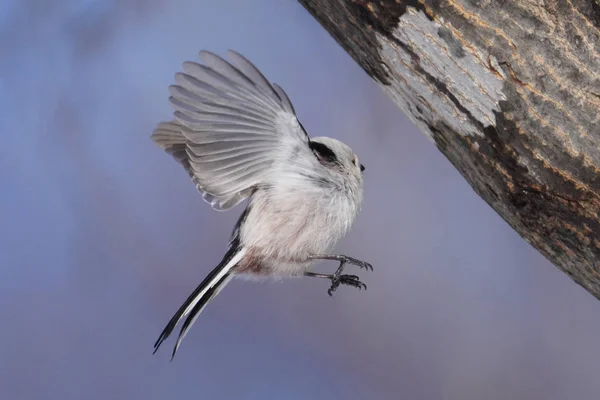 Long Tailed Tit Winter Hokkaido — 스톡 사진