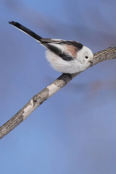 Long Tailed Tit Winter Hokkaido — 스톡 사진