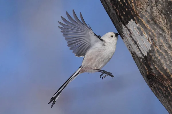 Long Tailed Tit Winter Hokkaido — 스톡 사진