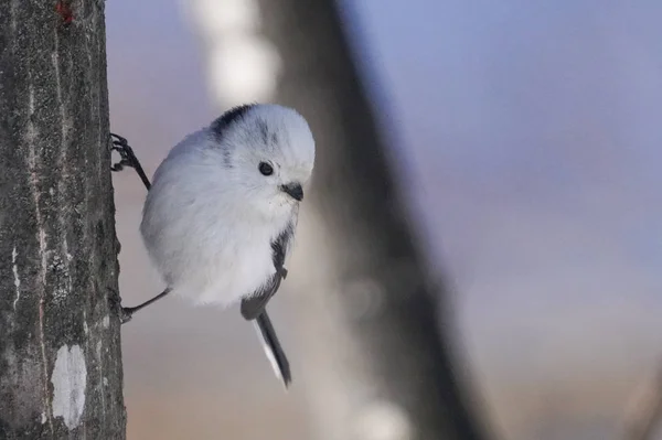 Langschwanzmeise Winter Hokkaido — Stockfoto