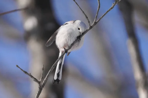 Long Tailed Tit Winter Hokkaido — 스톡 사진