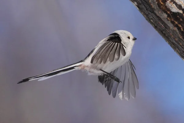 Langschwanzmeise Winter Hokkaido — Stockfoto