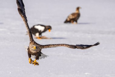 beyaz kuyruklu kartal kışın hokkaido