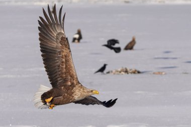 beyaz kuyruklu kartal kışın hokkaido