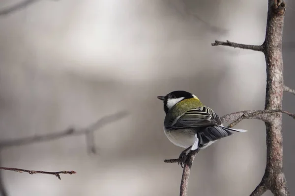 Japanese Tit Winter Hokkaido — Stock Photo, Image