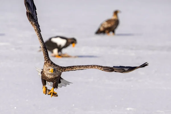 Vitstjärtad Örn Vintern Hokkaido — Stockfoto