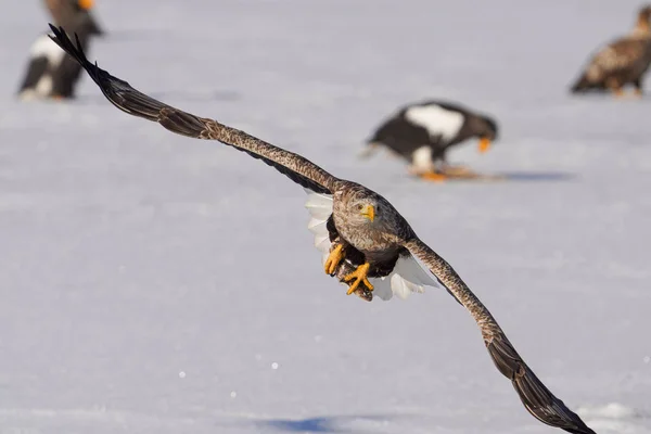 Vitstjärtad Örn Vintern Hokkaido — Stockfoto