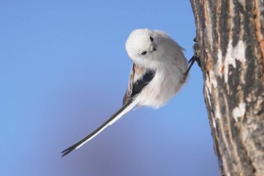 Kış hokkaido 'sunda uzun kuyruklu meme