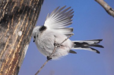 Kış hokkaido 'sunda uzun kuyruklu meme