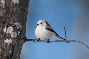 Kış hokkaido 'sunda uzun kuyruklu meme