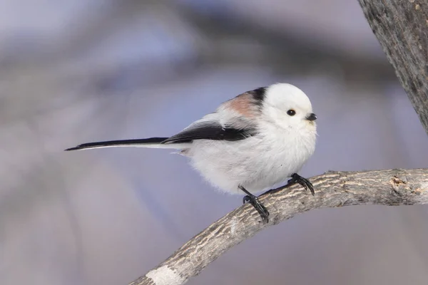 Long Tailed Tit Winter Hokkaido — Stockfoto