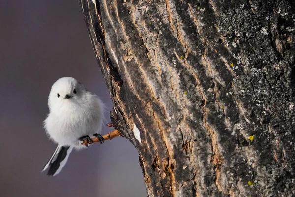 Teta Cauda Longa Inverno Hokkaido — Fotografia de Stock