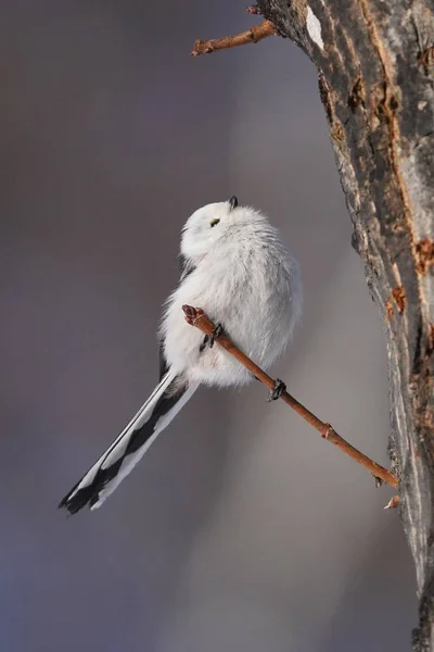 Hosszú Farkú Mell Télen Hokkaido — Stock Fotó