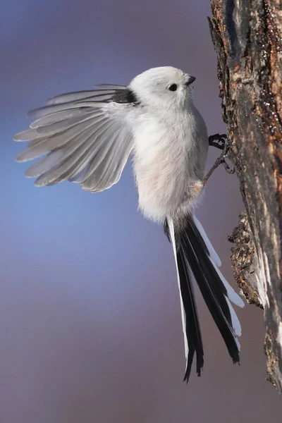 Teta Cauda Longa Inverno Hokkaido — Fotografia de Stock