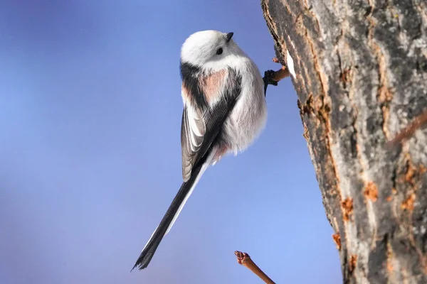 Long Tailed Tit Winter Hokkaido — Stock Photo, Image