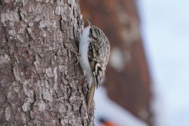 Kış Hokkaido 'sunda Avrasya Ağaç Bekçisi