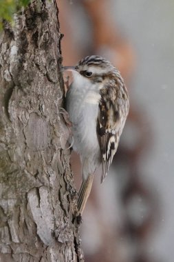 Kış Hokkaido 'sunda Avrasya Ağaç Bekçisi