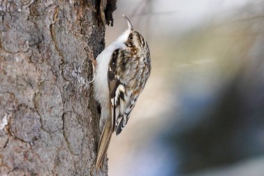 Kış Hokkaido 'sunda Avrasya Ağaç Bekçisi