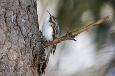 Kış Hokkaido 'sunda Avrasya Ağaç Bekçisi