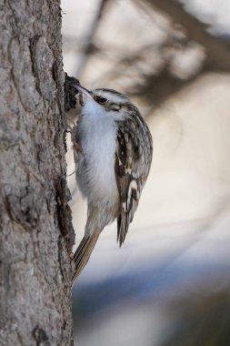 Kış Hokkaido 'sunda Avrasya Ağaç Bekçisi