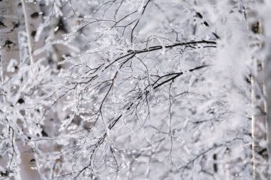 kışın kapalı ağacı süsleyin