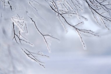 kışın kapalı ağacı süsleyin