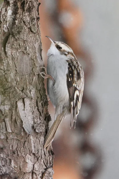 Kış Hokkaido 'sunda Avrasya Ağaç Bekçisi