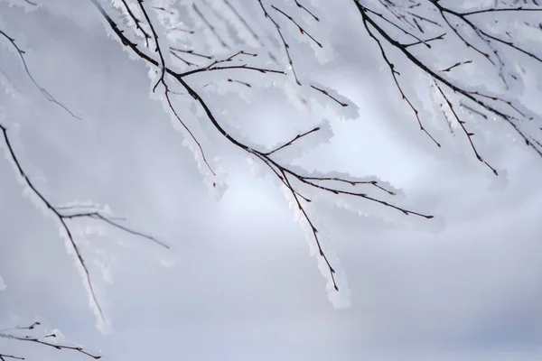 Geada Árvore Coberta Inverno — Fotografia de Stock