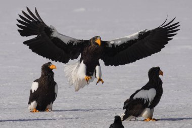 Steller 'ın kışın deniz kartalı