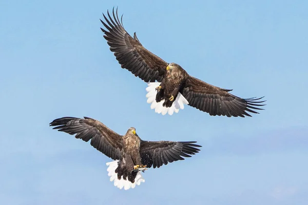 Steller Sea Eagle Winter — Stock Photo, Image