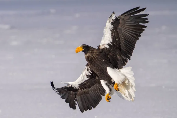 Steller Sea Eagle Winter — Stock Photo, Image