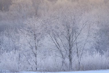 kışın kapalı ağacı süsleyin