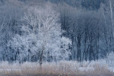 kışın kapalı ağacı süsleyin