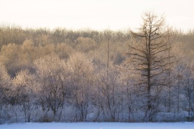 kışın kapalı ağacı süsleyin