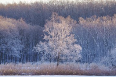 kışın kapalı ağacı süsleyin