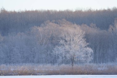 kışın kapalı ağacı süsleyin