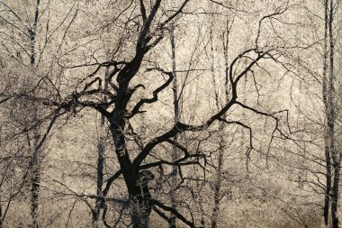 kışın kapalı ağacı süsleyin