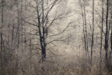 kışın kapalı ağacı süsleyin
