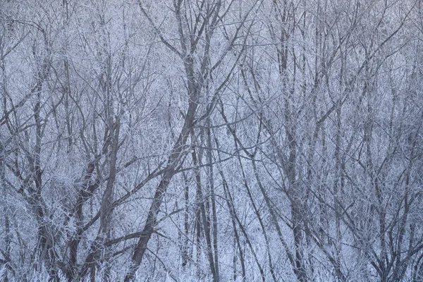 Frostbedeckter Baum Winter — Stockfoto