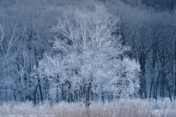 Overdekte Boom Vorst Winter — Stockfoto